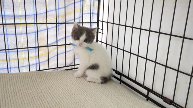 ブリティッシュショートヘア