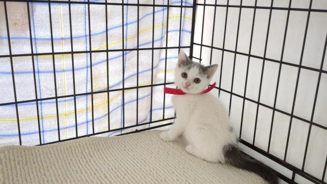 ブリティッシュショートヘア