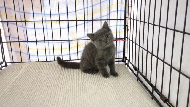 ブリティッシュショートヘア