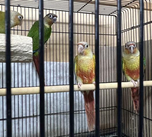 ウロコインコ(ワキコガネ、パイナップル)