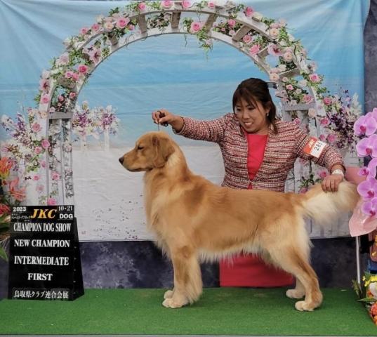 JKC.ch 2023 Golden Retriever potato