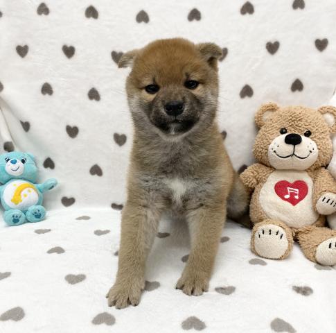 柴犬