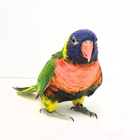 ゴシキセイガイインコ