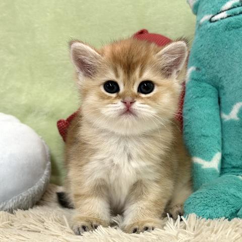 ブリティッシュショートヘア