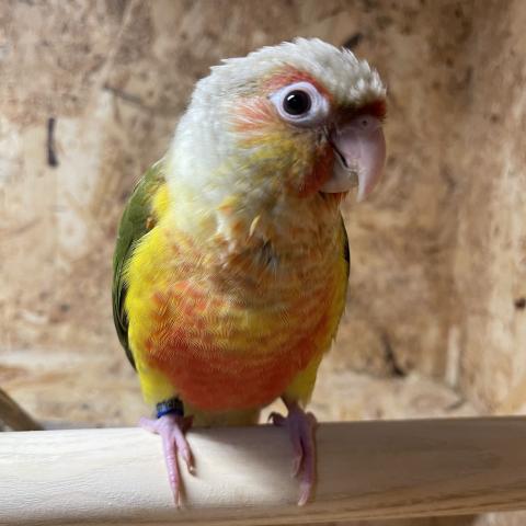 ウロコインコ　パイナップル