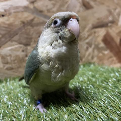 ウロコインコ　ブルーパイナップル