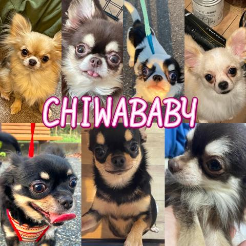 CHIWABABY