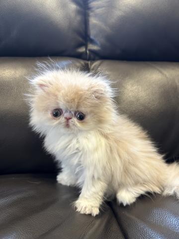 エキゾチックロングヘアー