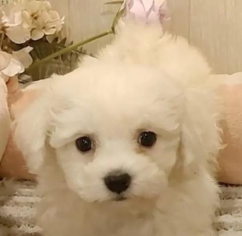ビションフリーゼ