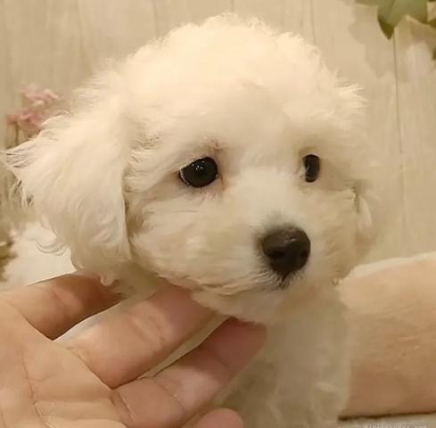 ビションフリーゼ
