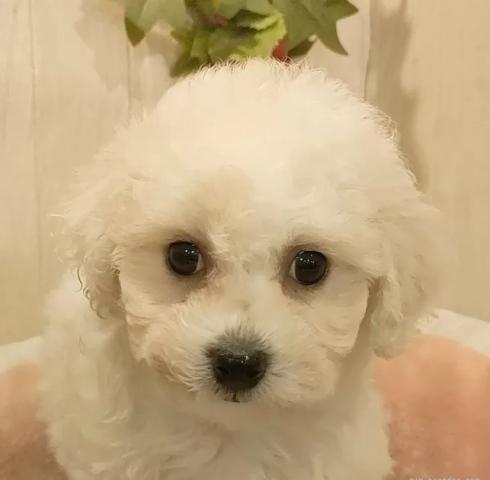 ビションフリーゼ
