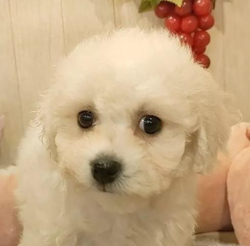 ビションフリーゼ