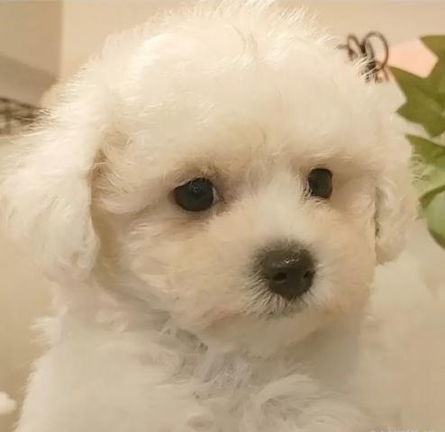 ビションフリーゼ
