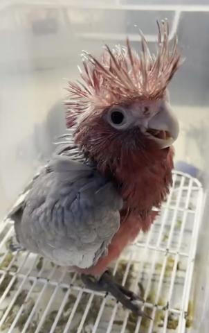 モモイロインコ