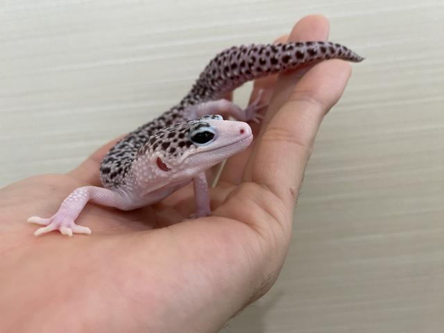 ヒョウモントカゲモドキ