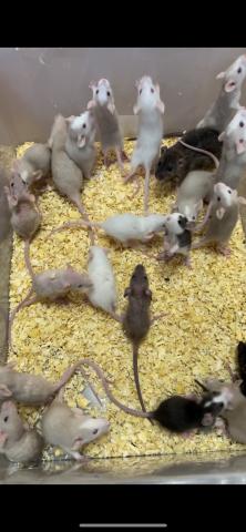 ファンシーラット、ダンボラット