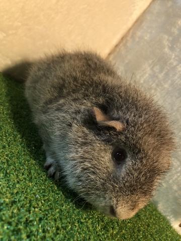 テディモルモット