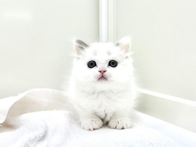 マンチカン
