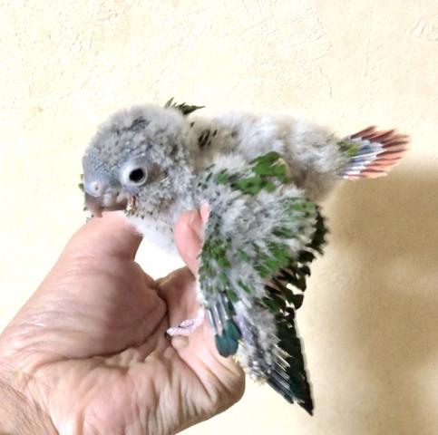 ウロコインコ ワキコガネ