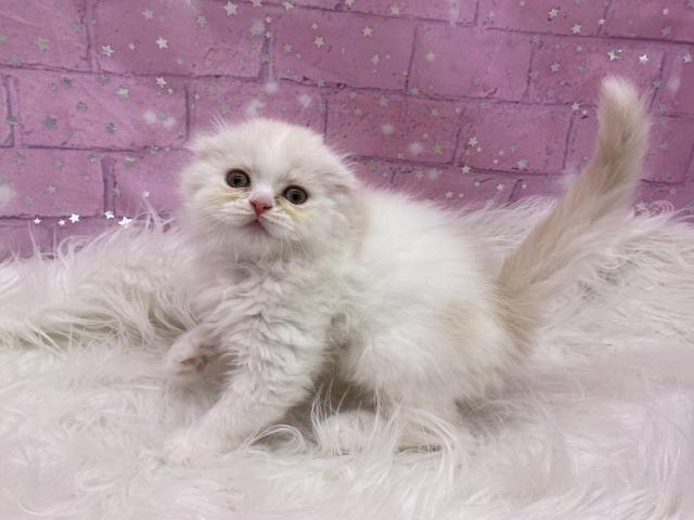スコティッシュフォールド