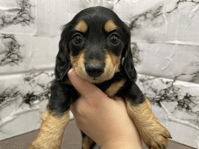 ミニチュアダックスフンド