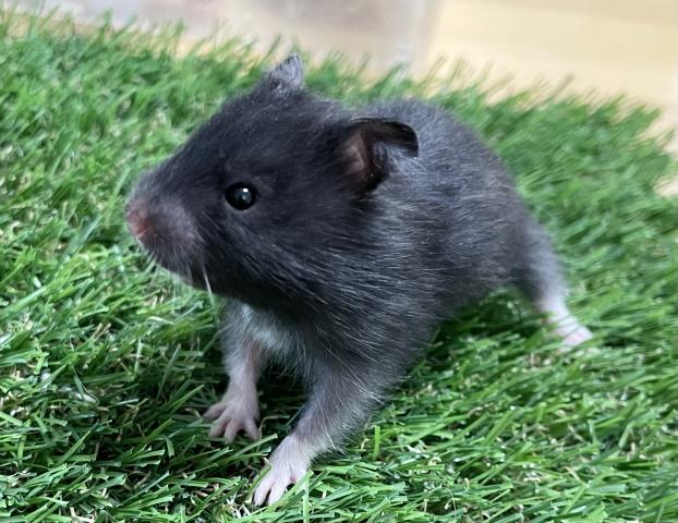 長毛ゴールデンハムスター