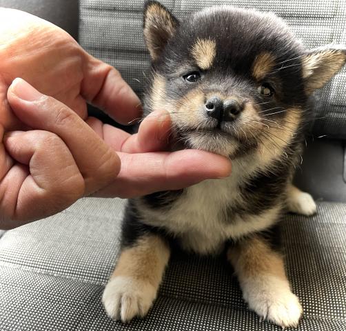 柴犬💕小豆サイズの豆柴ちゃん💕超希少です💕ズバリお得な『即決プライス』は080-8473-0579までお問い合わせください⭐️今なら『春のわんにゃんフェア』のお得プライスでお迎えできます💕『犬のようちえん』ではおトイレを覚え始めた賢い子💕全国へお届け可💕