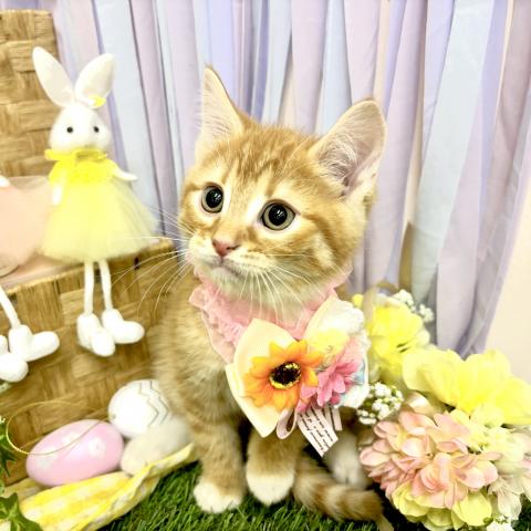 MIX（雑種）