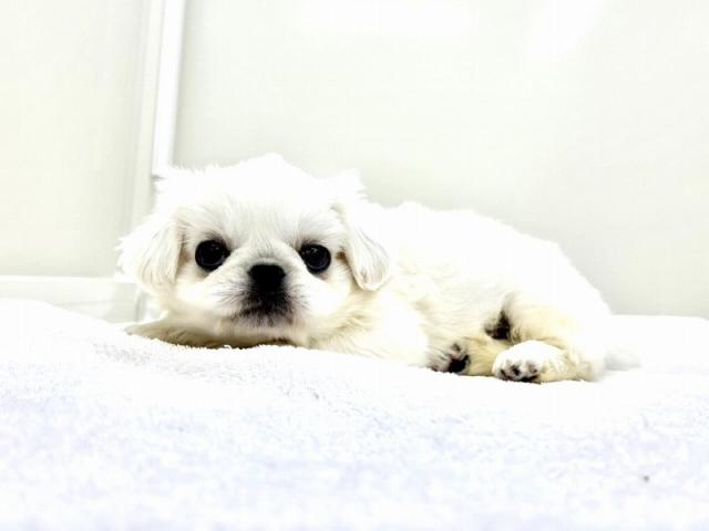 ペキニーズ