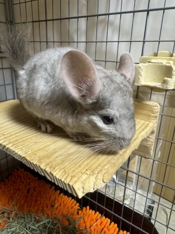 チンチラ シナモン