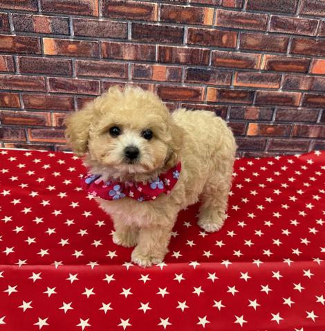 MIX♪ビションプー