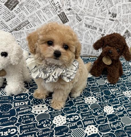 MIX♪ビションプー