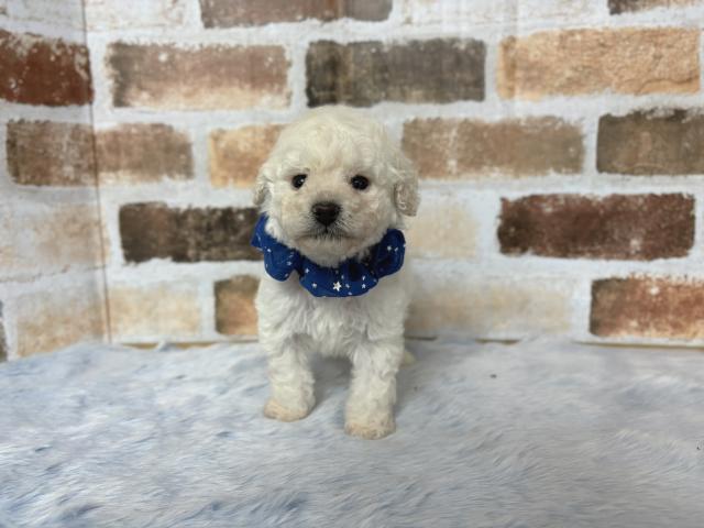 トイプードル★タイニープードル