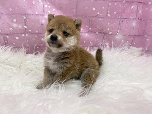 柴犬豆柴