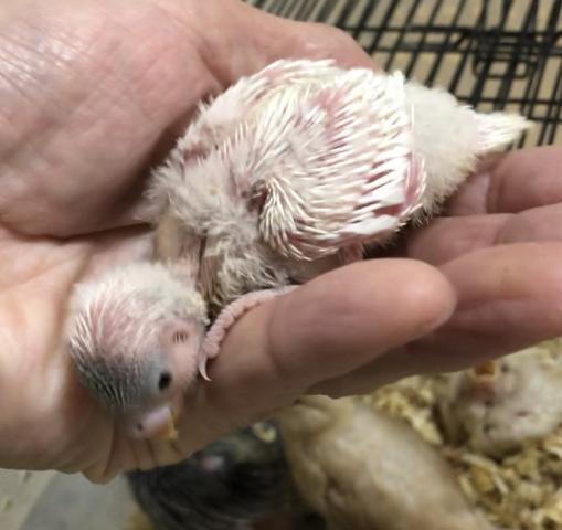 セキセイインコ　パイド