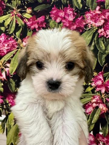 ミックス犬（母:ビーグル×父:マルチーズ）
