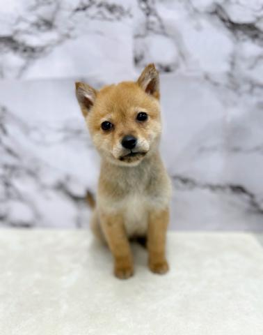 北海道犬【3/5お写真、動画更新しました！】Special price❤超超超レア犬舎登場‼️‼️当店初入舎です‼️‼️今しかチャンスないです‼️