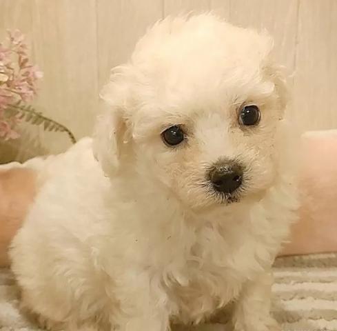 ビションフリーゼ