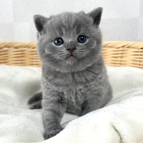 ブリティッシュショートヘア