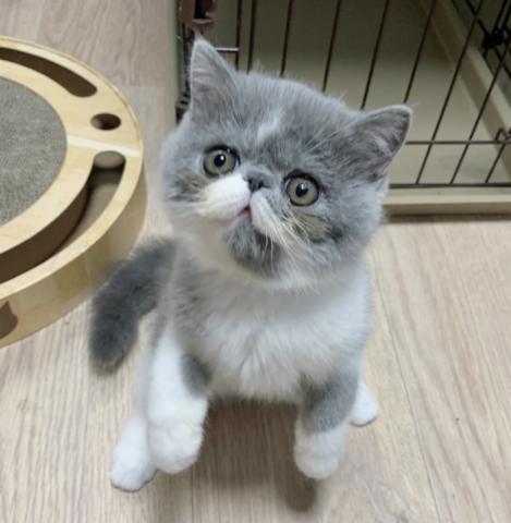 エキゾチックショートヘアー