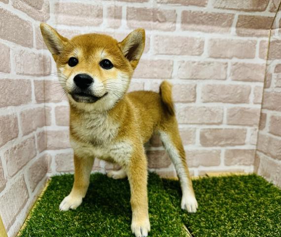 柴犬