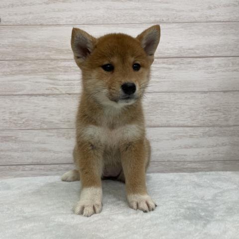 柴犬