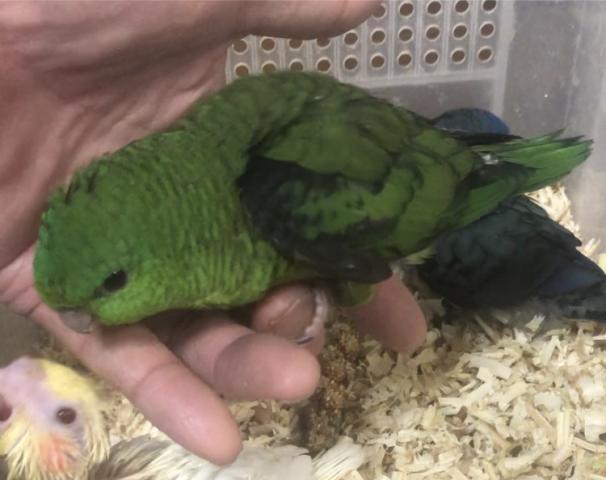 サザナミインコ　グリーン