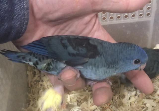 サザナミインコ　コバルト①