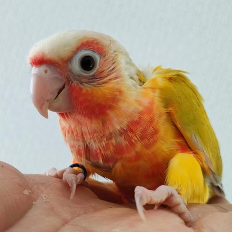 ウロコインコ