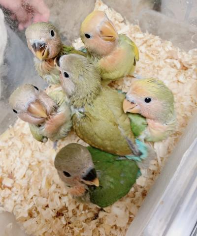 コザクラインコ