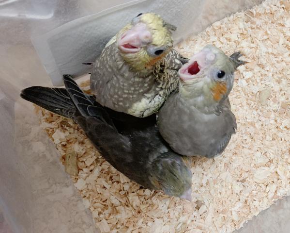 オカメインコ