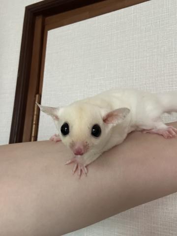 リューシ