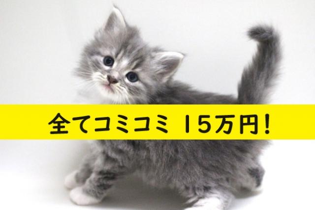 MIX（雑種）💕当店出産の子猫ちゃん💕