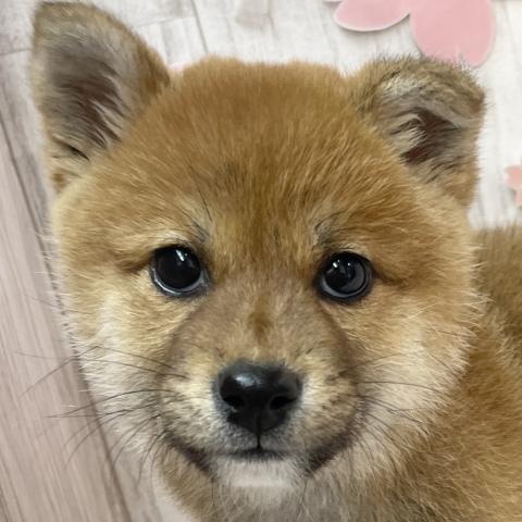 柴犬